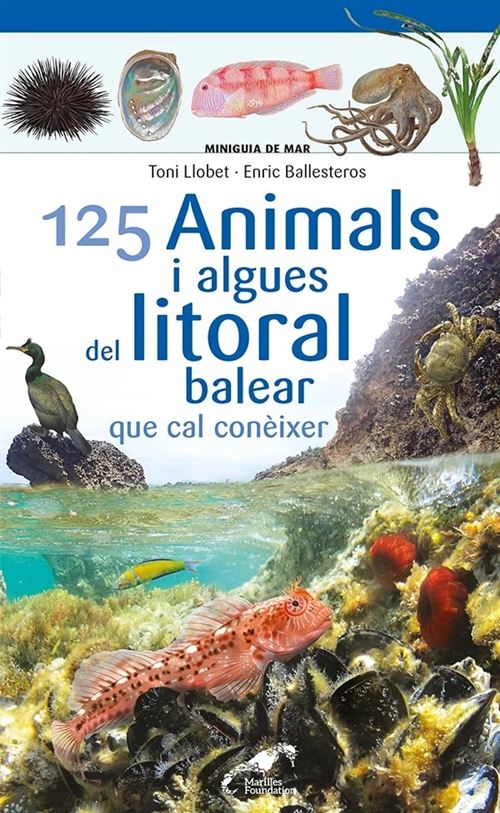 Default Constructor 125 Animals I Algues Del Litoral Balear Que Cal Conèixer