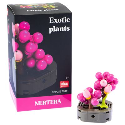 Nice mattoncini exotic plants planta nertera