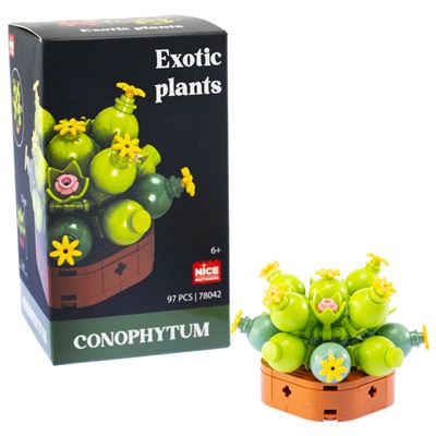Nice mattoncini exotic plants conophytum