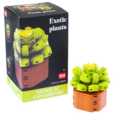 Nice mattoncini exotic plants aeonium canariens