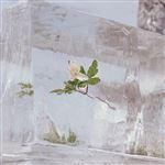 Windflowers