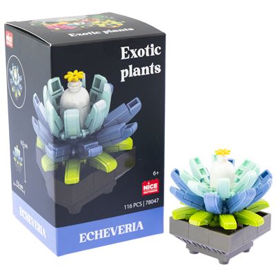 Nice mattoncini exotic plants echeveria