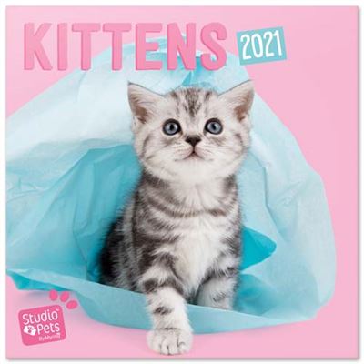 Grupo Erik Cp21008 calendario de pared 2021 studio pets kittens 30x30 cm 30