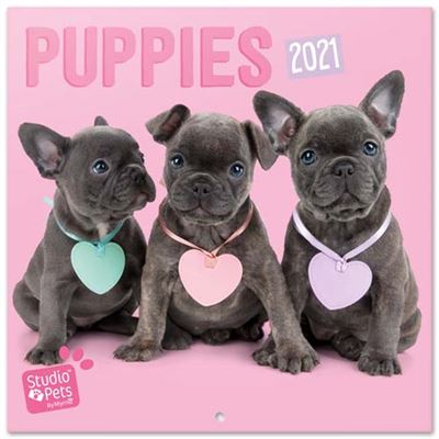 Calendario De Pared erik 2021 studio pets puppies 30x30 cm 30