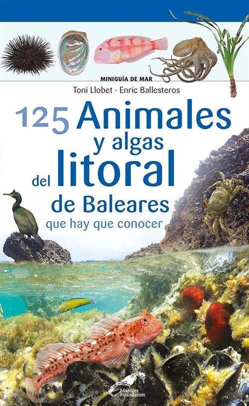 Default Constructor 125 Animales Y Algas Del Litoral De Baleares Que Hay Que Con
