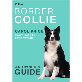 Border Collie - 1