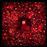 Hen S Teeth - Vinilo Rojo