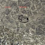 Shepherd Head - Vinilo