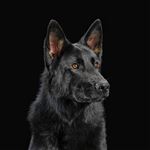 Die Nerven - Vinilo Naranja