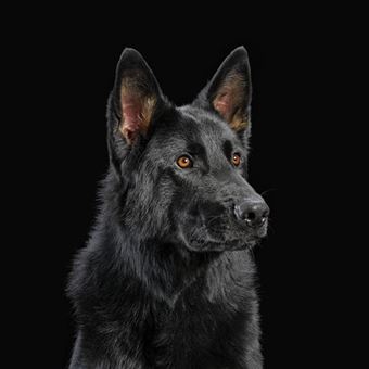 Die Nerven - Vinilo Naranja