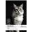Gatos: (Casi) una historia natural