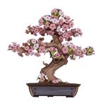 Puzzle 3d Robotime Rolife Sakura Bonsai