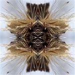 Sutra - CD