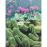 Cactus y otras suculentas plantas d