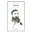 Poemas-thoreau-lu