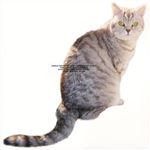 What I Am And What I M Not - Vinilo