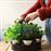 Set de 7 especias para cultivar_5