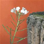 Tots els cingles - Vinilo Single 7"