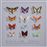 Lepidoptera - CD