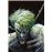 Joker Atrapar Al Payaso-La Saga Completa