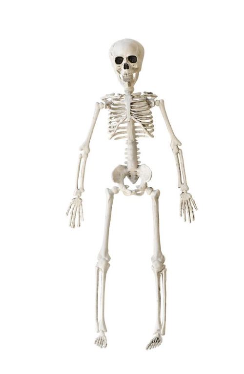 Squelette 3D -40 cm
