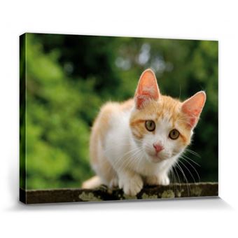 Chats Poster Reproduction Sur Toile Tendue Sur Chassis Chaton Tigre Roux Et Blanc Attentif 60x80 Cm Autre Poster Top Prix Fnac