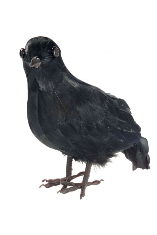Corbeau plumes 25cm