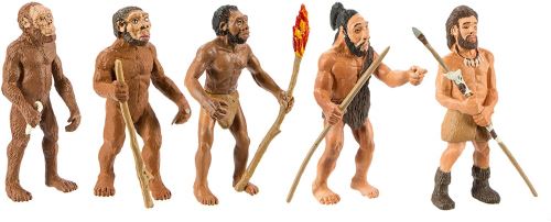Safari Evolution de l'homme