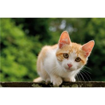 Chats Poster Chaton Tigre Roux Et Blanc Attentif 61x91 Cm Poster Affiche Enroule Top Prix Fnac Chats Poster Chaton Tigre Roux Et Blanc Attentif 61x91 Cm Poster Affiche Enroule Top Prix Fnac