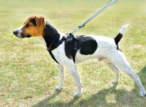 Harnais de sécurité voiture pour chien - Taille XL