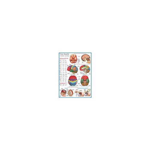 Eurographics The Brain (1000)