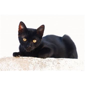 Chats Poster Reproduction Petit Chat Noir 1x180 Cm Poster Affiche Enroule Top Prix Fnac