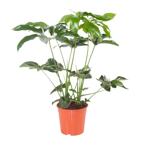 Plante d'intérieur de Botanicly – Philodendron Green Wonder – Hauteur: 80 cm
