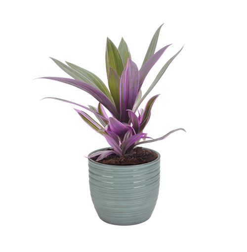 Plante d'intérieur de Botanicly – Misère pourpre en pot céramique bleu vert 'Bergamo' comme un ensemble – Hauteur: 25 cm – Tradescantia Purpurea