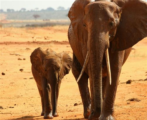 Fabulous Poster Elephant et son petit marche dans la savane (61cm x ...