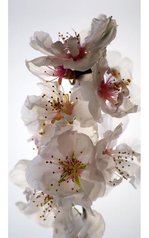 BebeGavroche Flowers, Rideau imprimé 140x245 cm, 1 Part