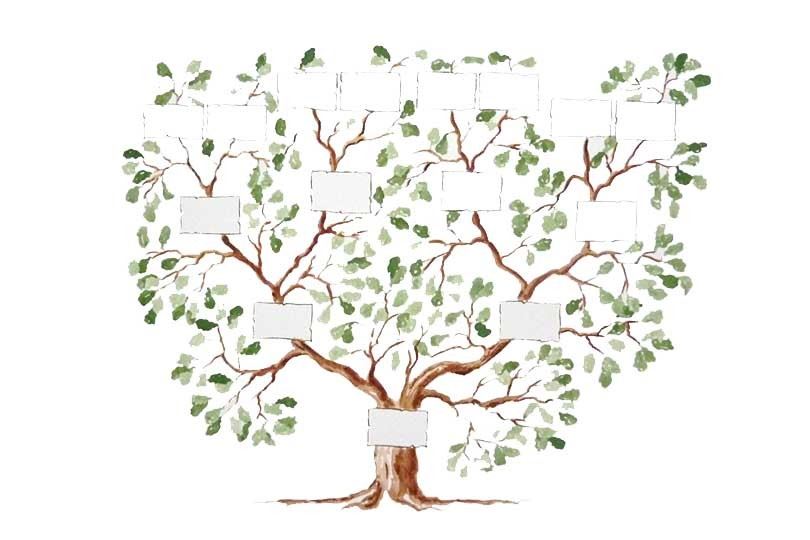arbre-genealogique-les-grandes-vacances-810x540