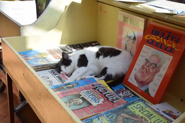 Les Chats Dans La Litterature Conseils D Experts Fnac