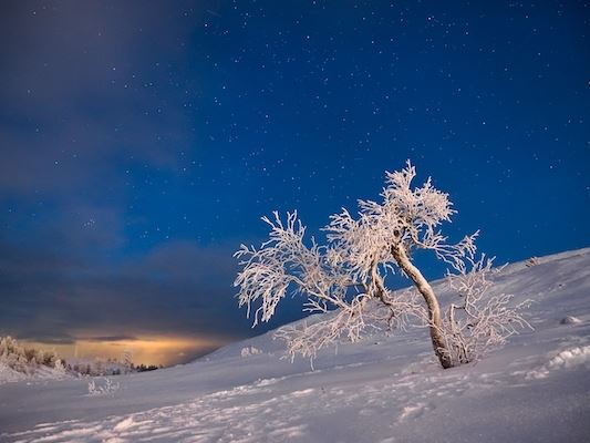 OM-1_Hannu_Huhtamo_snowy tree under the stars_FULL RES-1