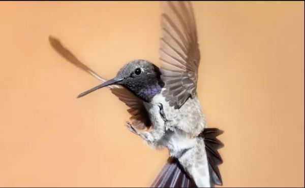 colibri pris avec un Olympus serie OM