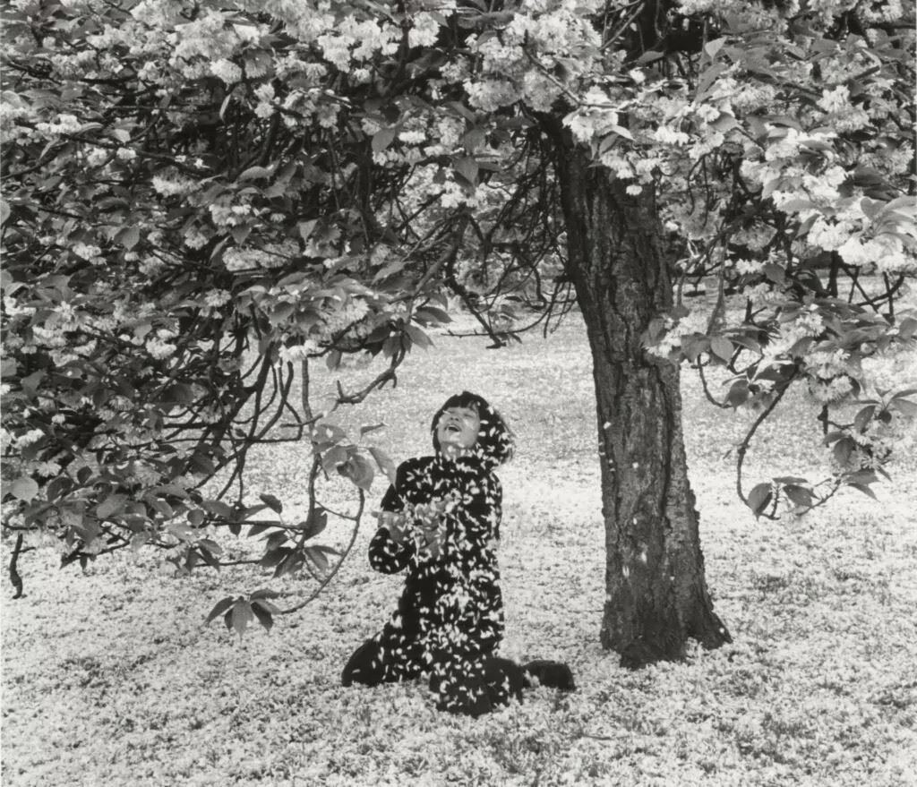 Cerisier en fleurs Edouard Boubat