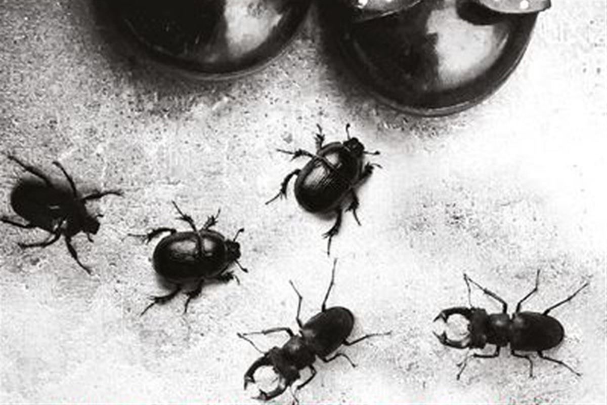 Les meilleurs livres bourdonnants sur les insectes