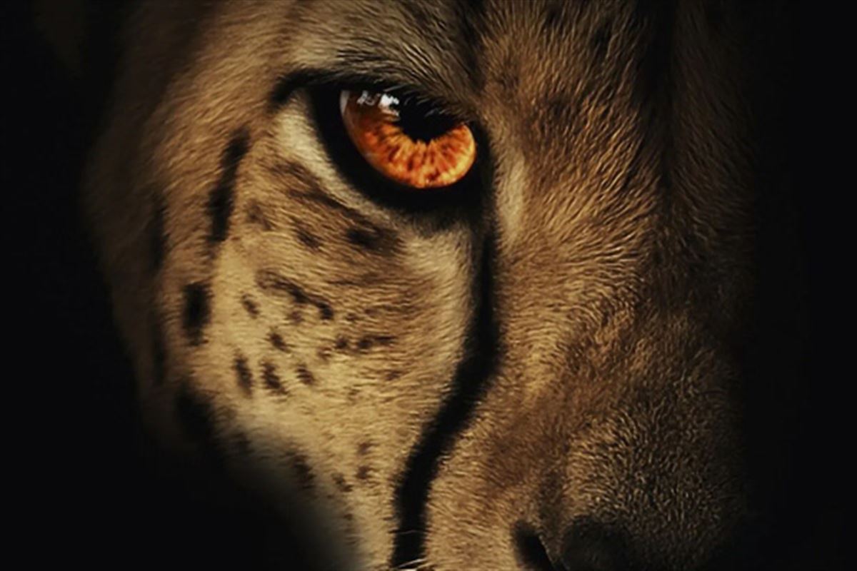 "Fauves" : que vaut le nouveau roman de Mélissa Da Costa ?