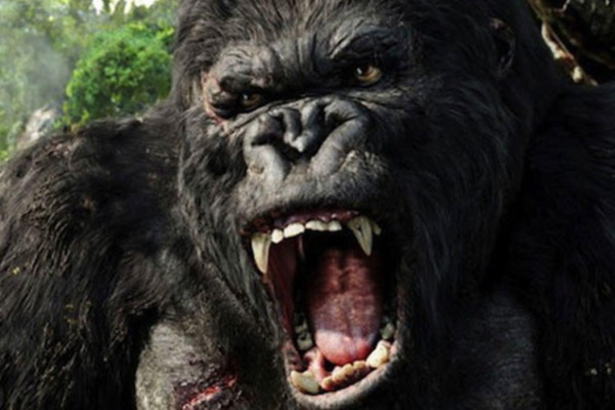 King Kong : gare au gorille !