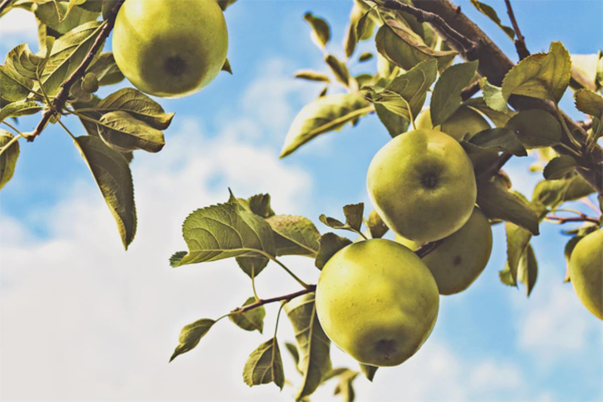 Bien tailler ses arbres fruitiers : la clé pour de bons fruits