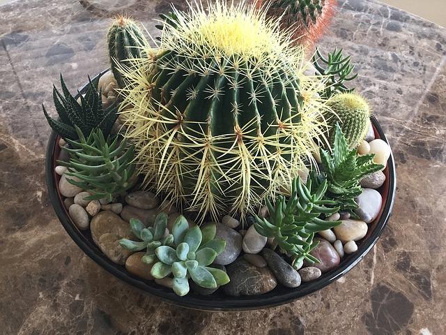 Cactus miniature