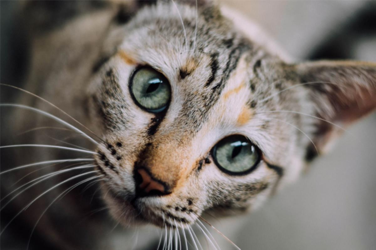 Journée internationale du chat : la sélection qui fait miaou !