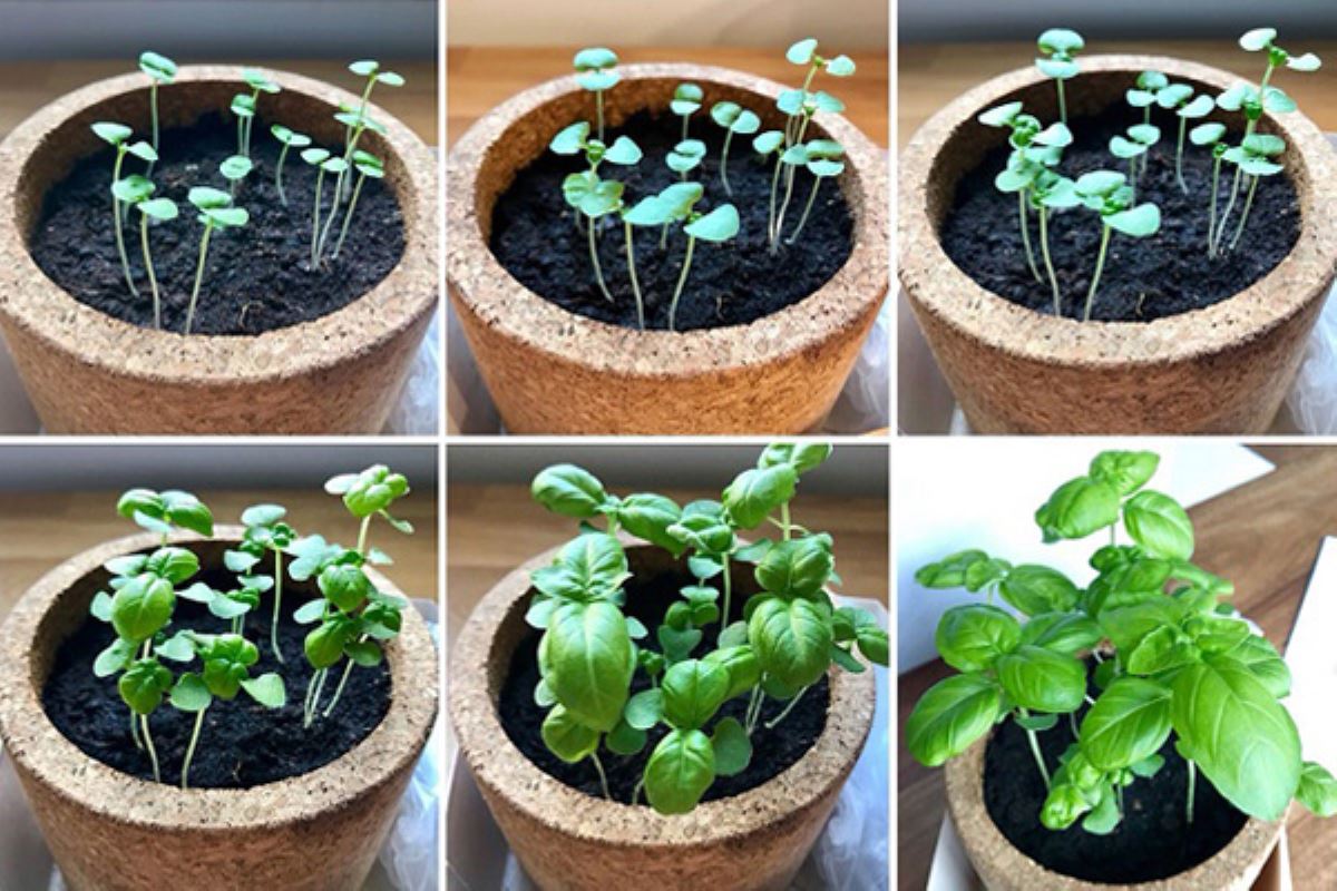 Life in a Bag : vos propres plantes, légumes et aromates en un clin d'oeil
