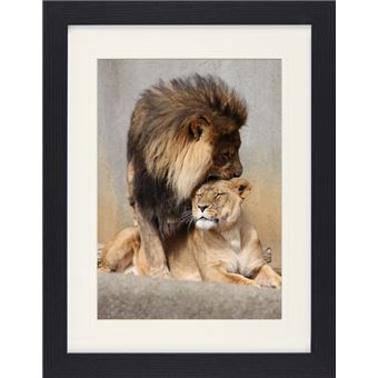 Grands Felins Poster De Collection Encadre Lion Et Lionne Amour Felin 40x30 Cm Poster Affiche Encadre Top Prix Fnac