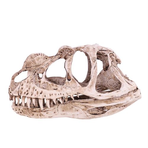 Modèle De Crâne De Dinosaure Simulé En Résine Décor Bureau Prop D'Enseignement